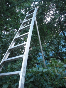 fruit ladder
